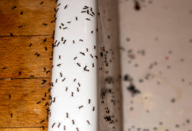 Best Affordable Pest Control Services  in Unionville, GA