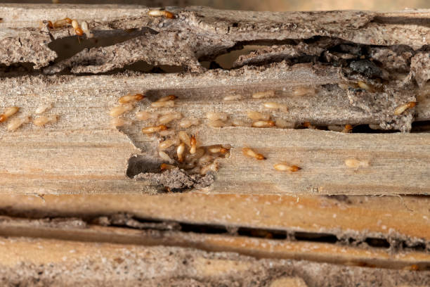 Best Exterminator Services  in Unionville, GA
